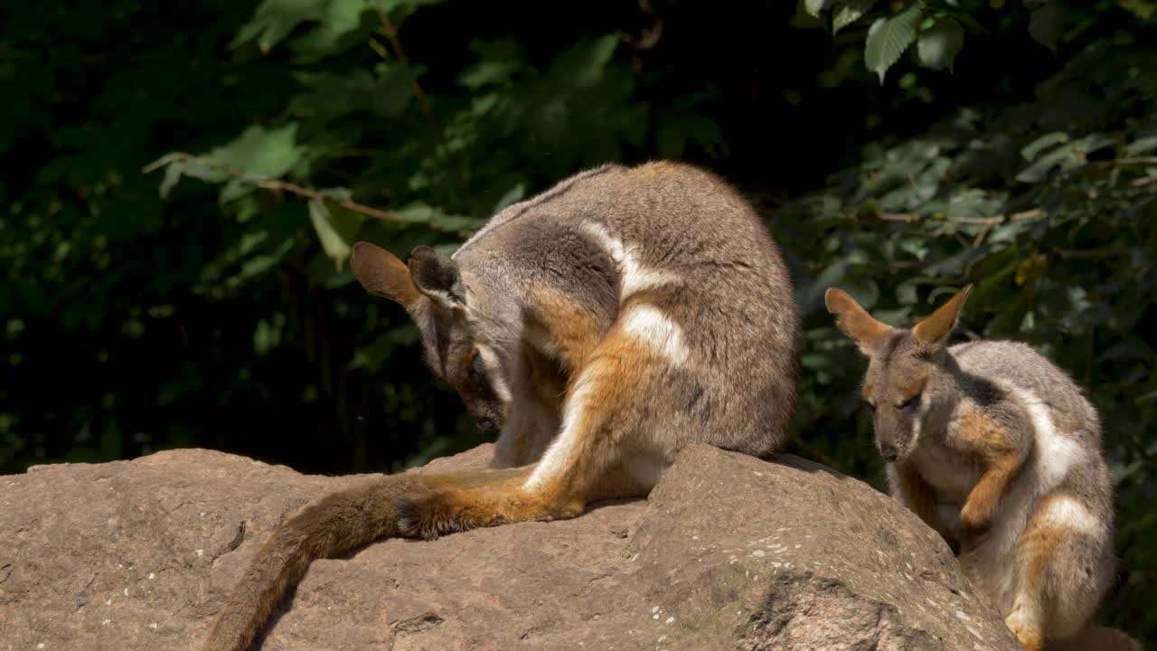 dos wallaroos orientales cansados que descansan sobre una piedra en el este de australia