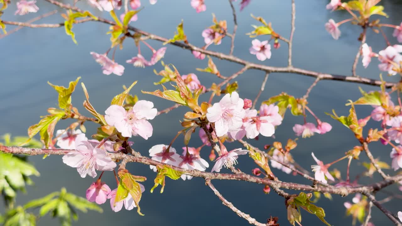 Primo piano di fiori di sakura rosa in fiore sui rami sopra un laghetto calmo, in piena luce diurna.