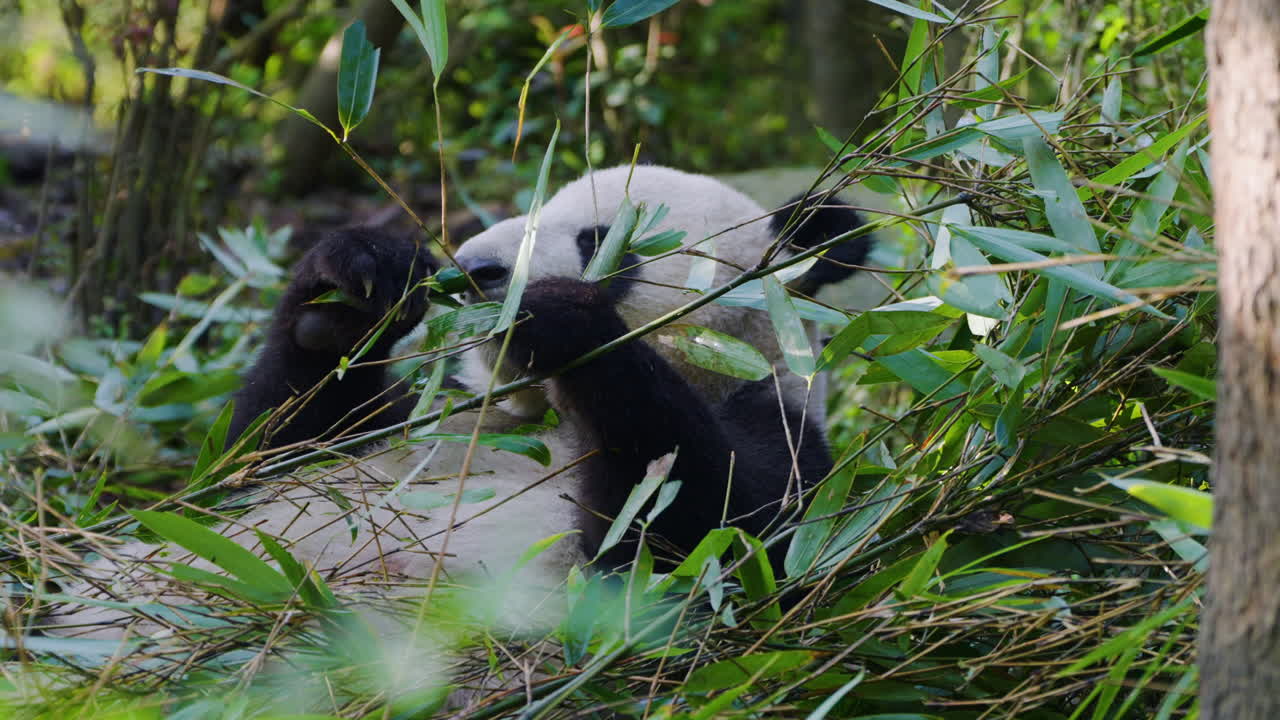 Panda velká krmící se bambusem v chráněné oblasti pand Dujiangyan, Čcheng-tu, Čína – Detailní záběr.