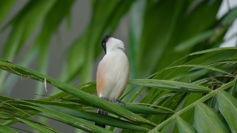 Long-tailed-Shrike-Watching-Around-Hunting-Prey-and-Fly-up-from-Palm-Leaf-in-slow-motion