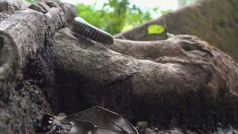 medium shot of a millipede exploring a tree root