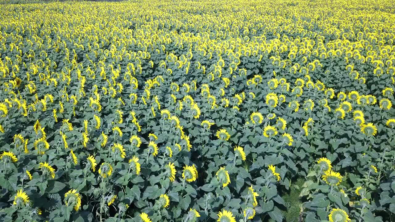 поле цветущих подсолнечников на фоне заката