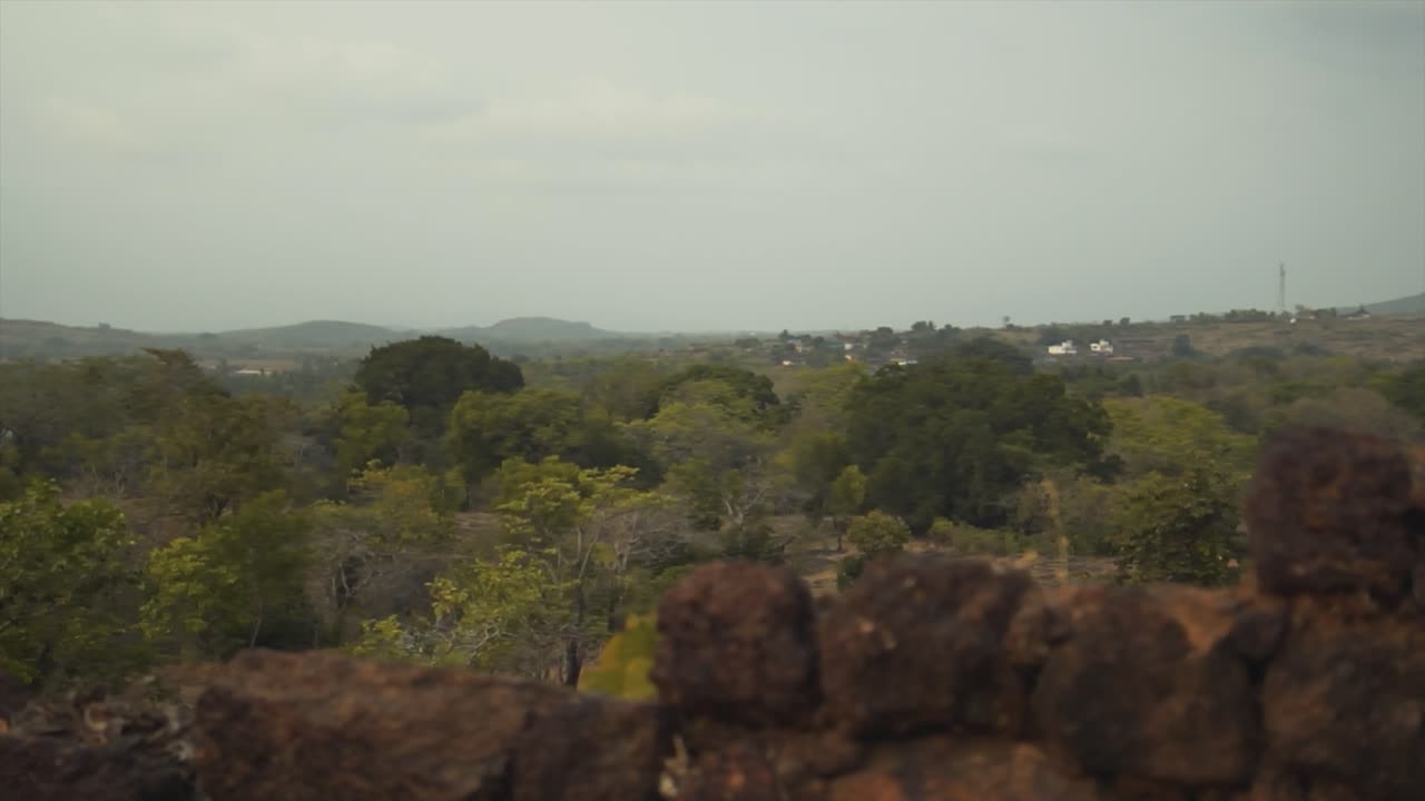 disparo lento de árboles verdes sanos rodeados de árboles desnudos debido al cambio climático