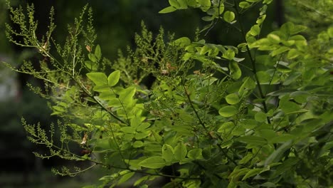 japanese forest with vivid green leaves