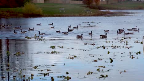 Ein-Entenfloß,-Das-In-Einem-Wasserteich-Watet---Statische-Vogelbeobachtungsaufnahme