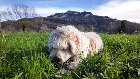 a white dog lies on the grass playing with a toy decoy made from wooden branches