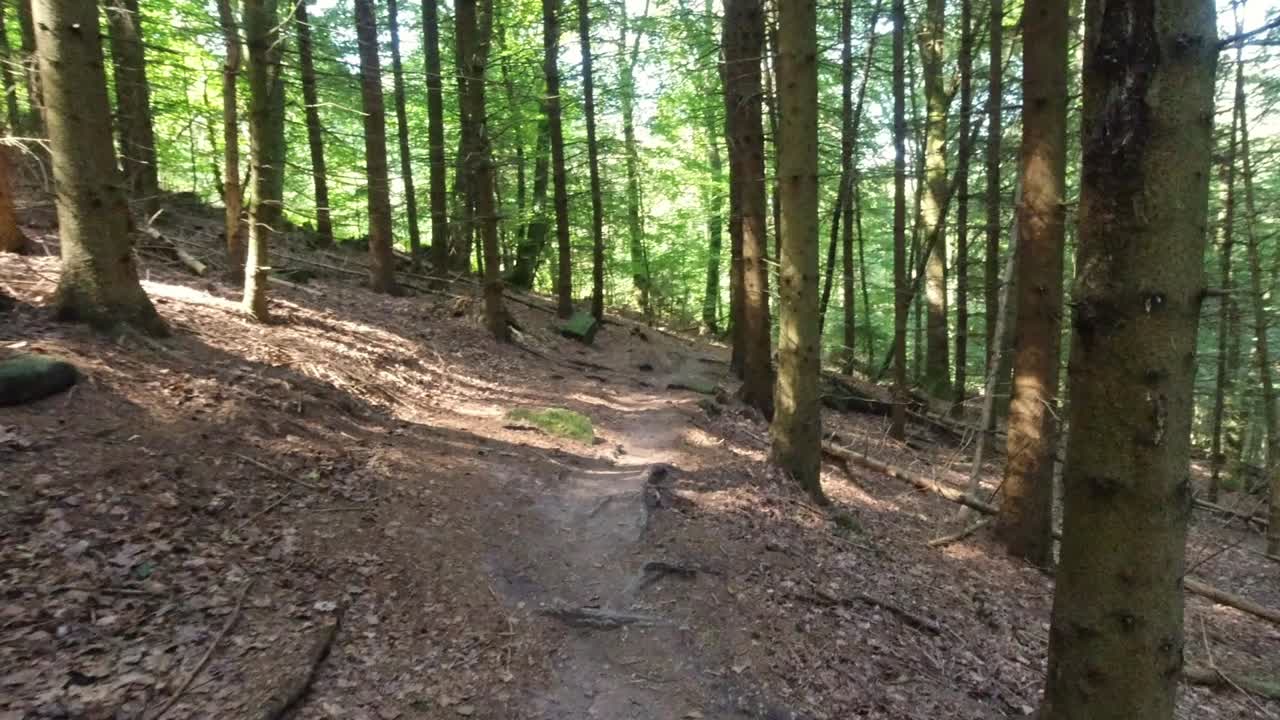 senderismo durante el día a través de un hermoso y angosto camino forestal en verano, heidelberg, alemania