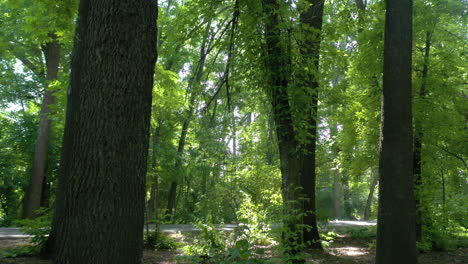 Muslim-girl-walking-at-forest-alone