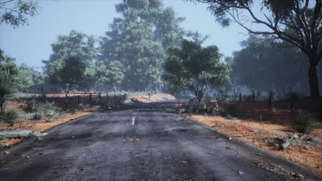 beautiful tree lined road in the tunnel of trees