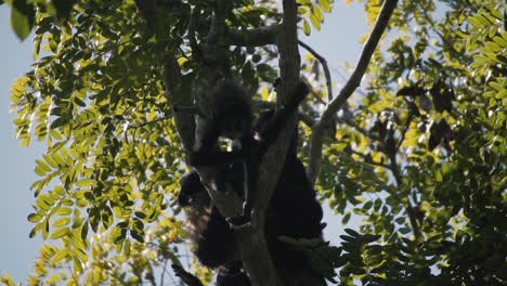 A-Mother-And-Young-Spider-Monkeys-On-A-Tree-In-Mayan-Forest,-Riviera-Maya,-Mexico