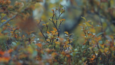 brightly colored green-orange autumn leaves dotted with black spots