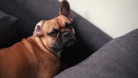 el bulldog francés está acostado en la cama y tiene una oreja doblada