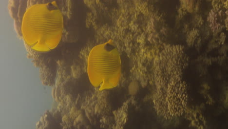 bluecheek butterflyfish or yellow butterfly fish in the coral reef of the red sea of egypt