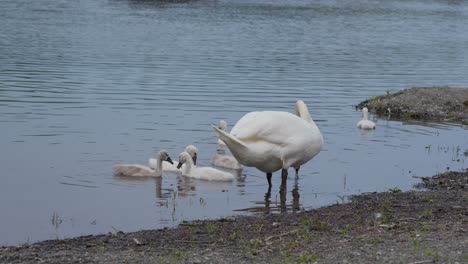 Family-of-swans-in-the-water