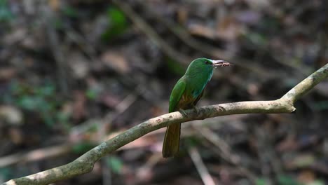 Seen-anxious-to-deliver-the-insect-to-its-nestlings-while-perched-on-a-branch-and-wagging-its-tail-up-and-down,-Blue-bearded-Bee-eater,-Nyctyornis-athertoni,-Kaeng-Krachan-National-Park,-Thailand