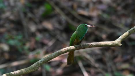 visto ansioso por entregar el insecto a sus polluelos mientras está posado en una rama y mueve la cola hacia arriba y hacia abajo, abejaruco de barba azul, nyctyornis athertoni, parque nacional kaeng krachan, tailandia