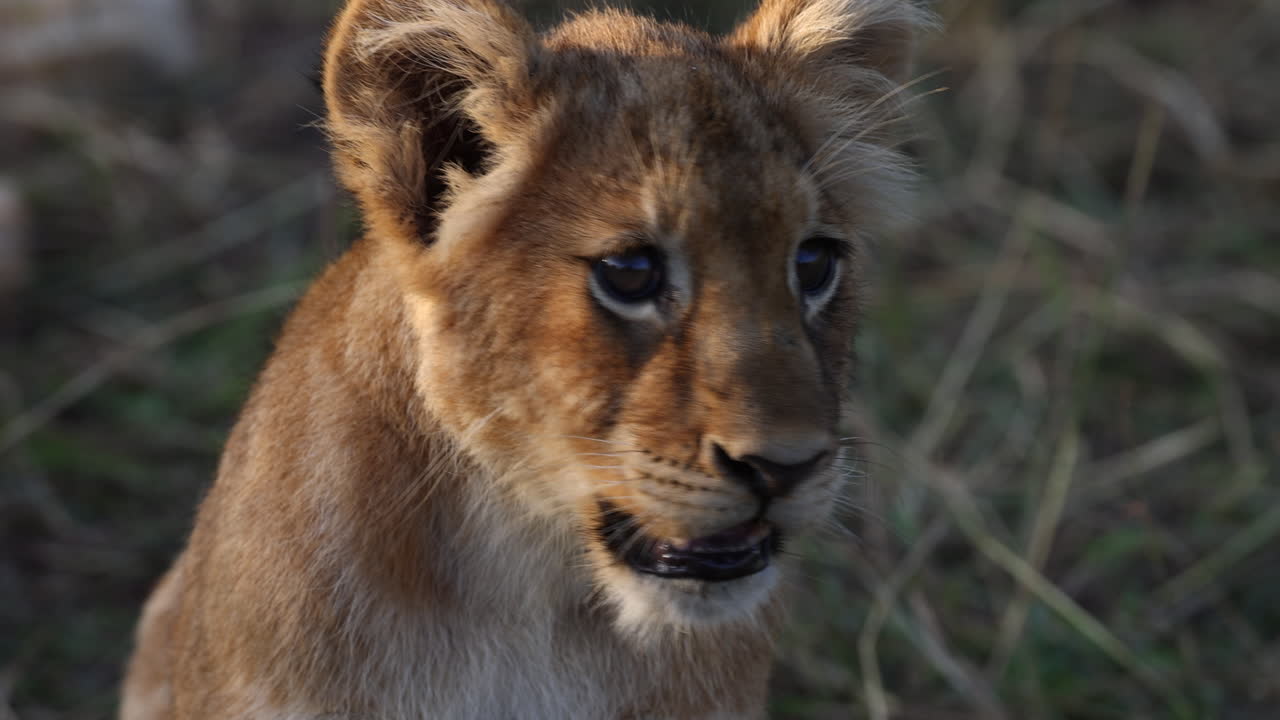 Malé lvíče lapající po dechu v odpoledním slunci v Ugandě, Afrika.