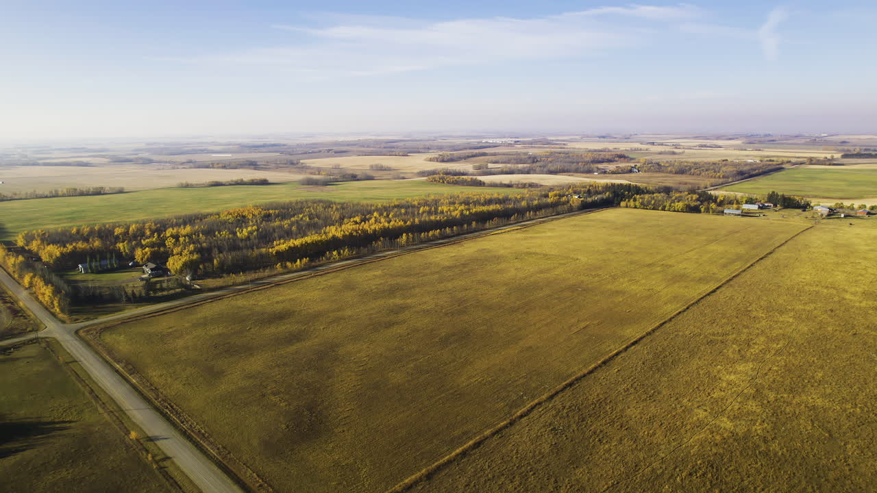 Vast Wheat Field In Red Deer County, Alberta, Canada - Aerial Drone Shot