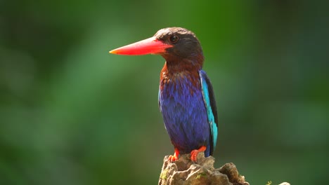 Un-Pájaro-Martín-Pescador-De-Java-Estaba-Absorto-Tomando-Sol-Bajo-La-Abundante-Luz-Solar-Durante-El-Día.