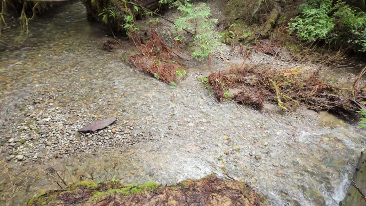 Gimbal wide panning shot of a stream running through the rainforest in Redwoods National Park, California. 4K