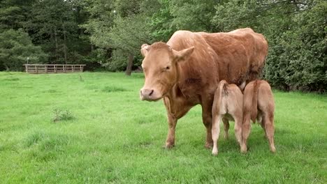 a limousin cow grazing and attentively feeding her twin calves