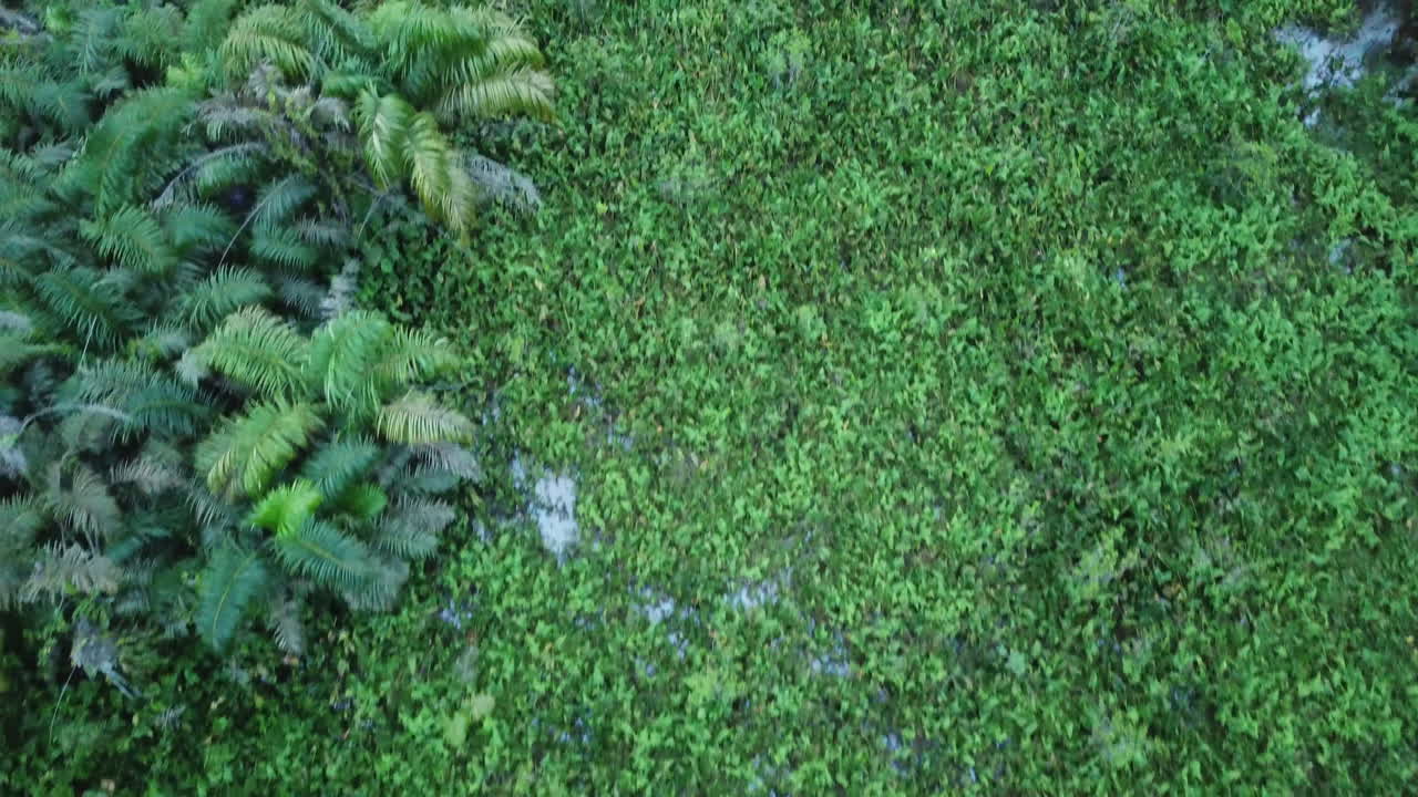 vuela a baja altura sobre el arroyo del río en la selva de humedales en benin, áfrica occidental