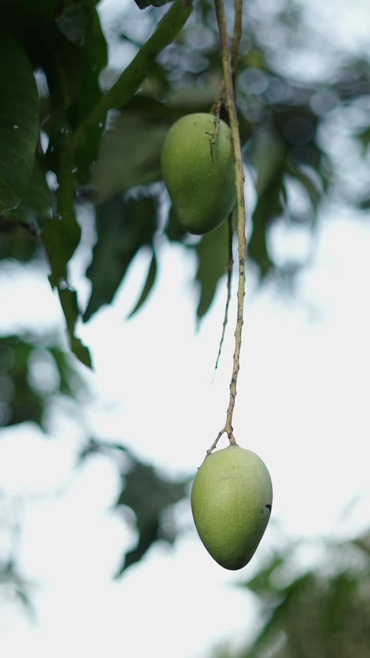 Mangoes on a tree