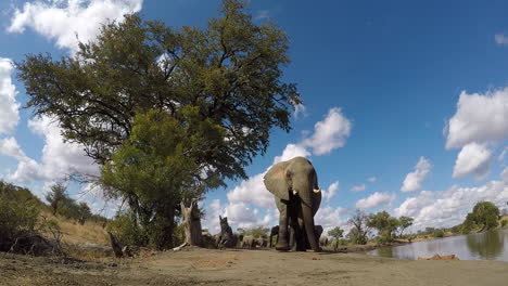 un elefante curioso se acerca a una cámara gopro para investigar y golpea la cámara con su trompa