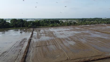 Toma-Aérea-Hacia-Atrás-De-Campos-De-Cultivo-Inundados-Después-De-Una-Fuerte-Lluvia