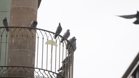 Pigeons-gathering-on-top-of-fence-in-Barcelona-city,-static-view
