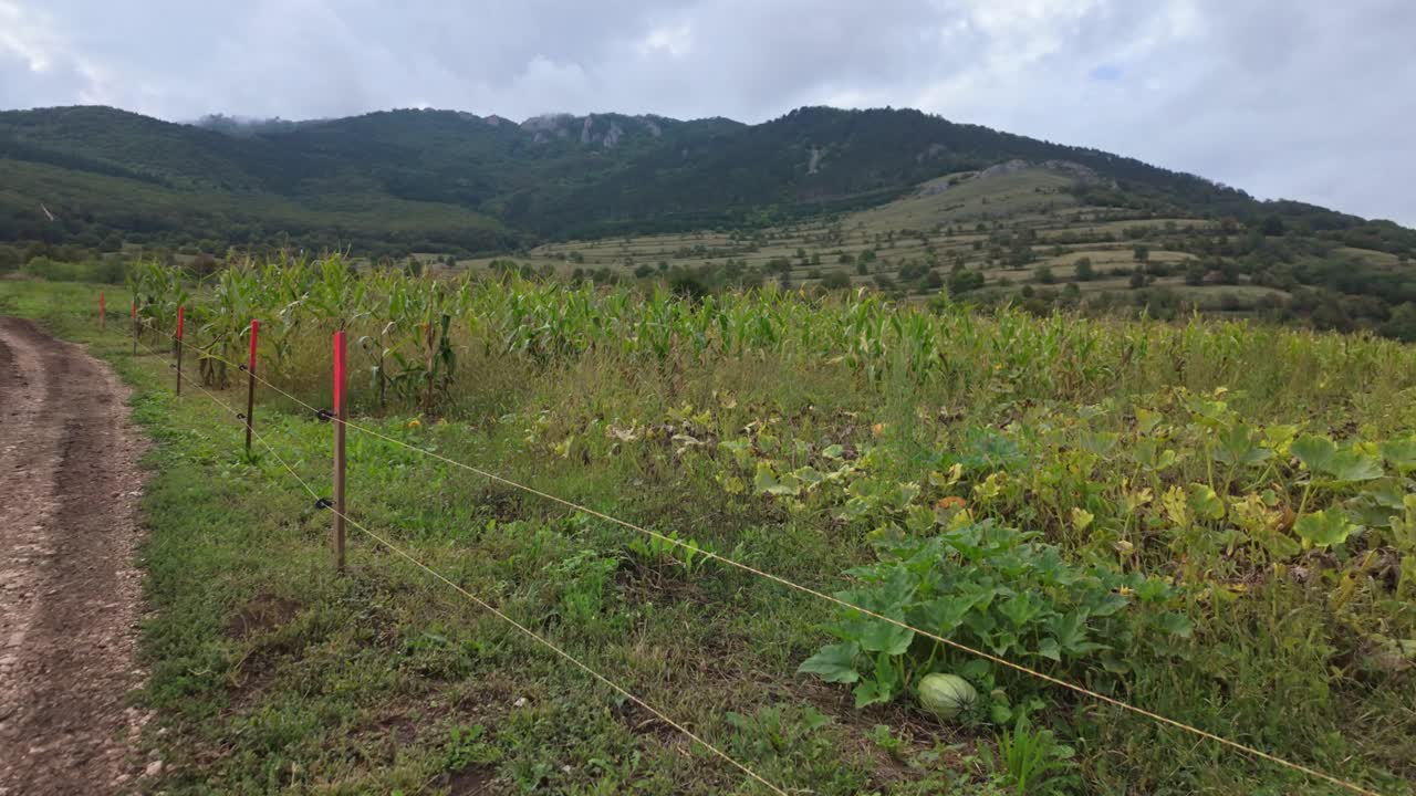 Pumpkin and corn plantation enclosed by electric fencing on the outskirts of Torockó village, with the hillside of Hosszúkő in the background in Romania