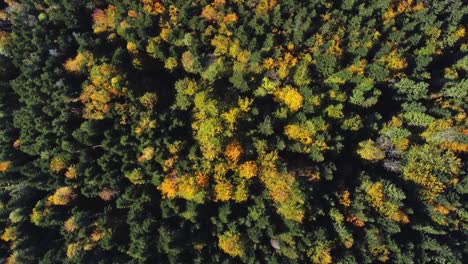 Relajante-Vista-Aérea-De-Arriba-Hacia-Abajo-Del-Bosque-De-Follaje-Otoñal-Durante-La-Temporada-De-Otoño-En-La-Montaña