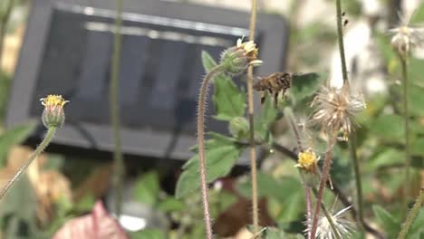 a bee flying near a solar device