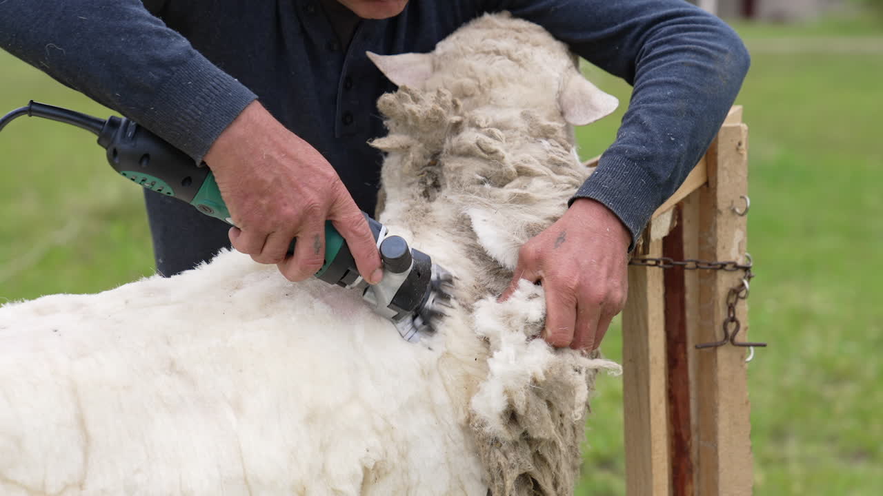 Man is cutting soft wool from sheep. Farmer is shearing sheep by a professional electric machine for production of fleece wool outdoors.