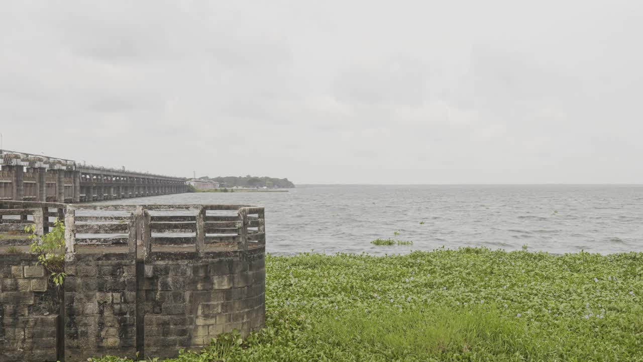 아프리카 강 모스 (african rivermoss), 타니르무 (tanneermukkam), 크 (embankment) 및 모스 (salvinia molesta)