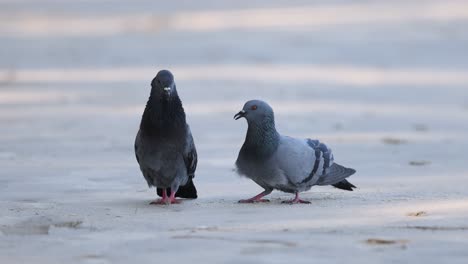 two pigeons in a courtship display