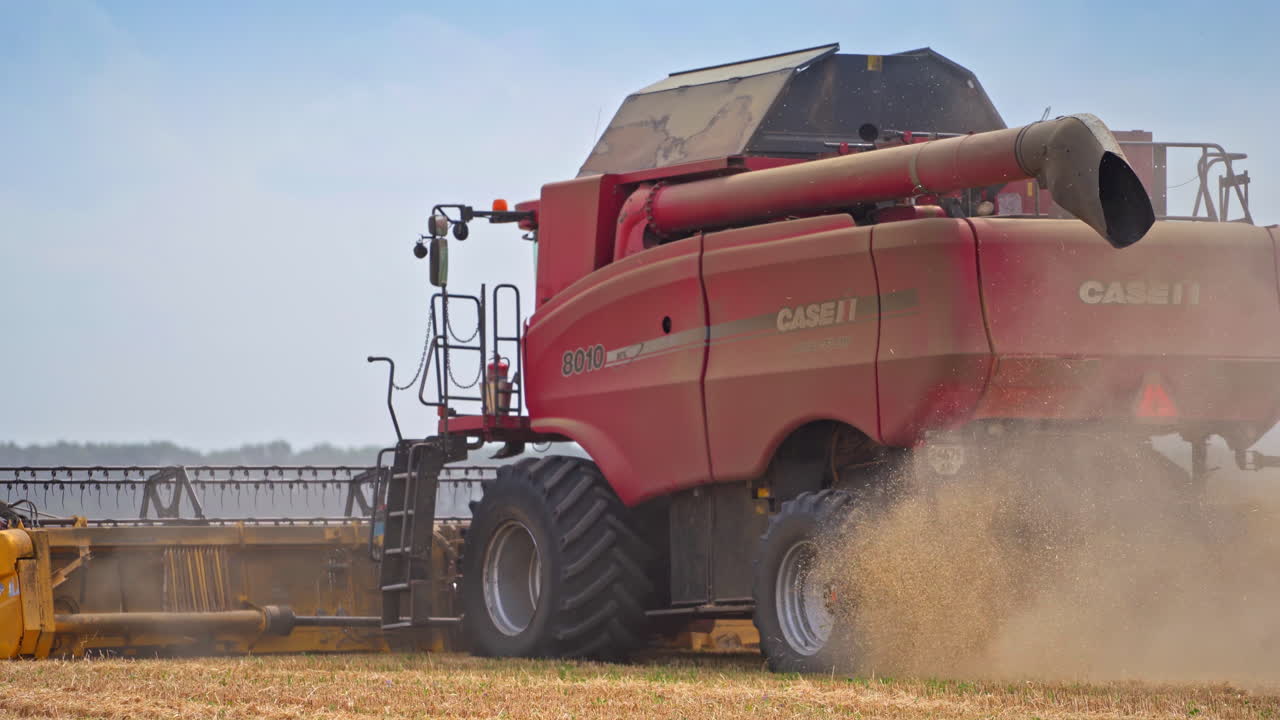 Harvesting wheat grain on a summer day. Combine harvesting, collects ripe wheat grains.
