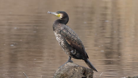 profile of great cormorant perched on stone resting standing on one leg by lake