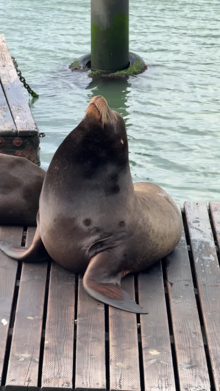 large gray sea lion sleeping on a floating dock sunning himself STATIC SHOT