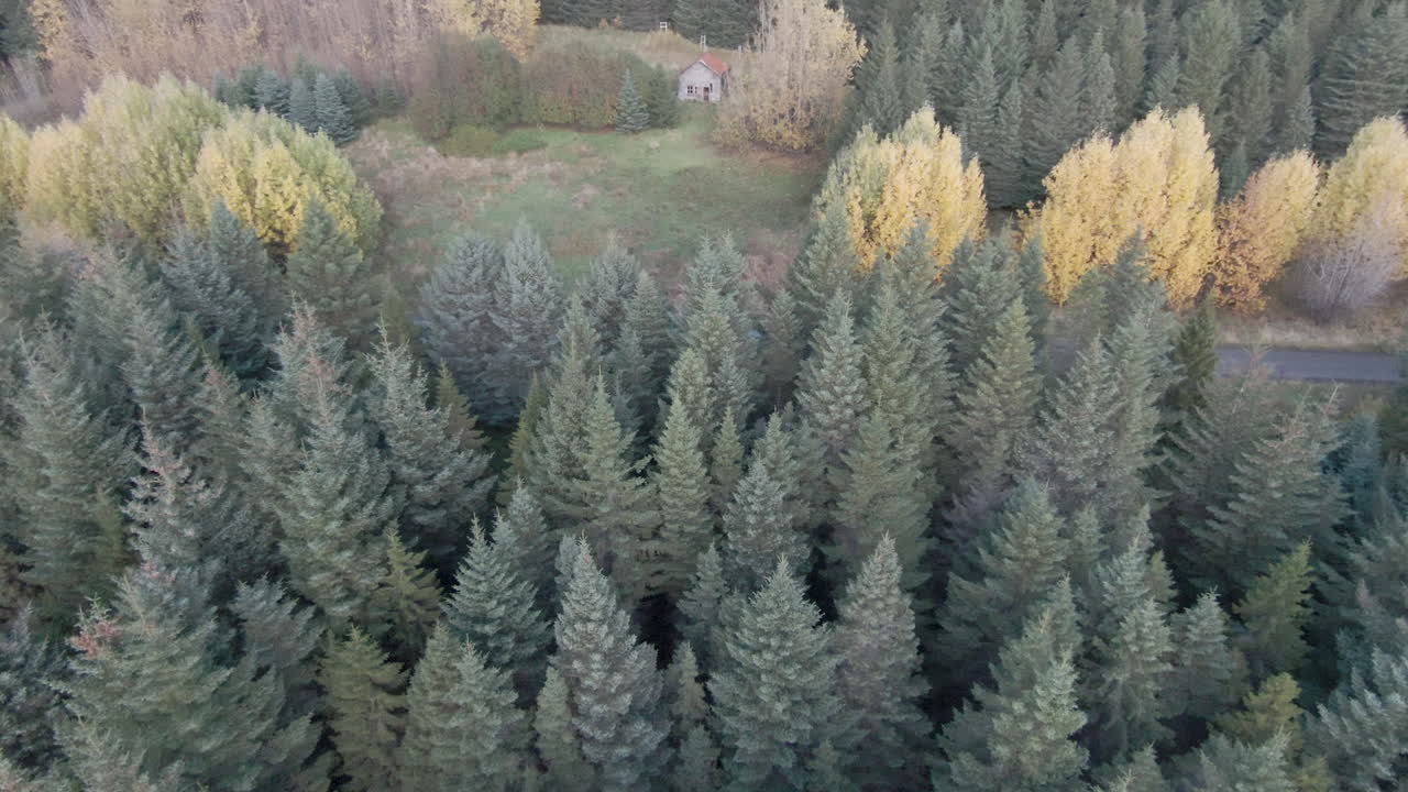 버려진 작은 오두막을 향한 침엽수 림 위의 돌리 관점