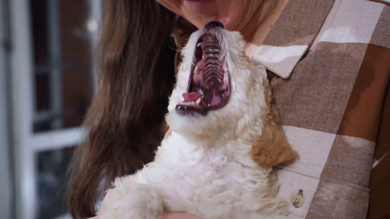 Poodle puppy yawning while resting in warm arms of owner wearing checkered shirt, capturing an intimate and tender moment of relaxation, comfort, and trust in cozy indoor setting