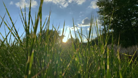 low angle wide shot of sunrise, blue sky with clouds between green plants