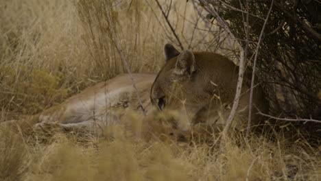 mountain lion cleaning itself lying down