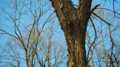 Looking Upwards to Old Trees with Long Branches with Moss on a Clear Day