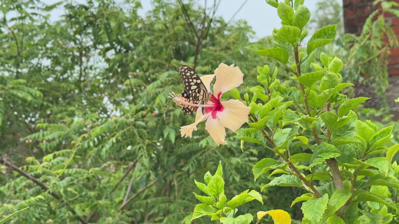 Closeup shot of a butterfly parched on the flower, Butterfly sitting on the flower of Hibiscus