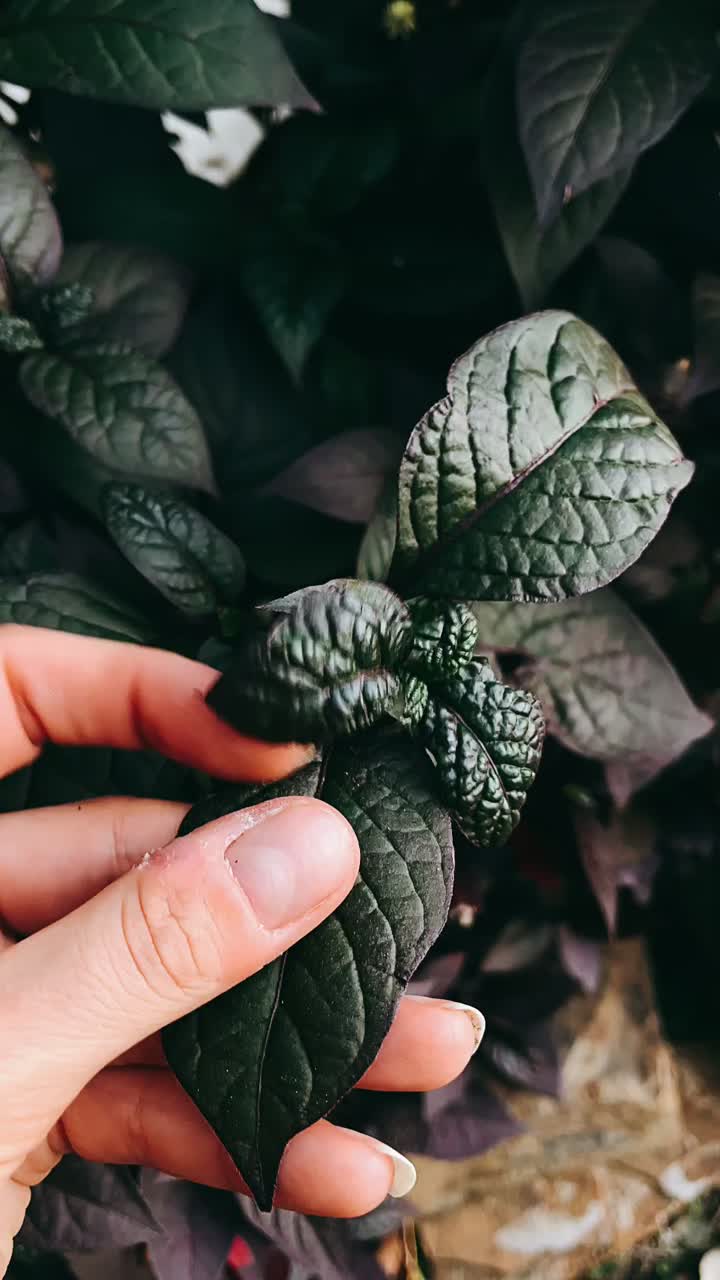 Hand touching dark purple leaves