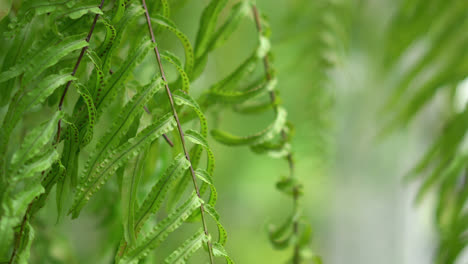 hoja de helecho moviéndose en el jardín