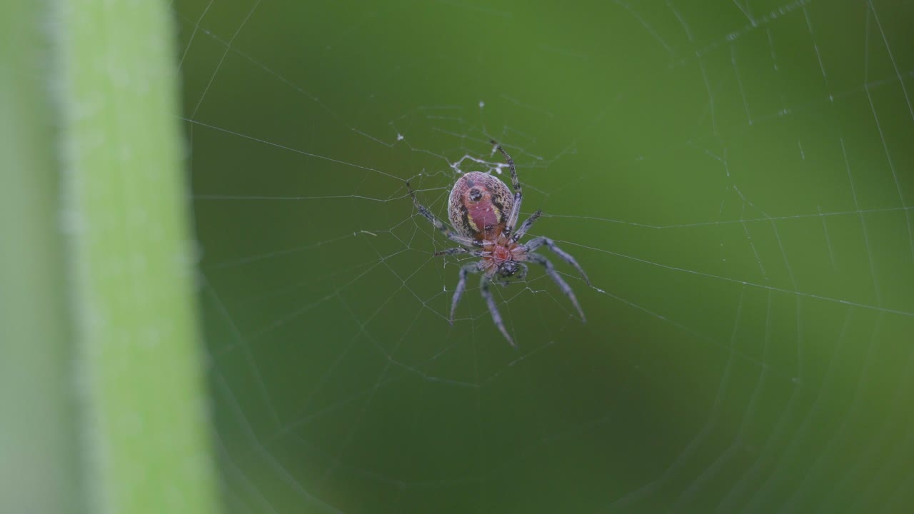 una araña versicolor alpaida se sienta en su telaraña