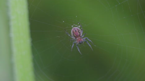 an alpaida versicolor spider sits on her web