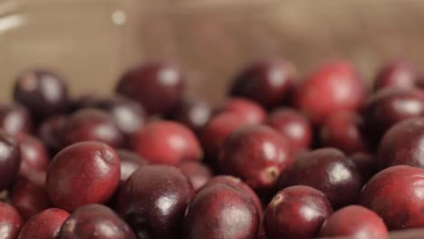 Fresh ripe cranberries panning shot macro